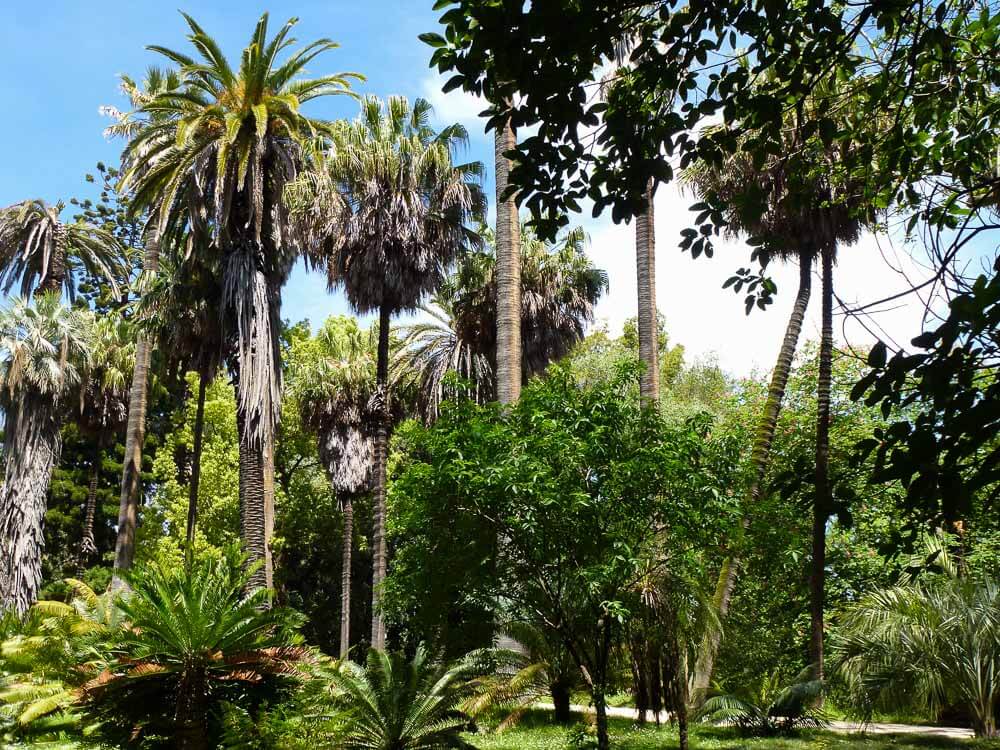 Various palm trees, among other plants, at the Lisbon Botanical Garden on a sunny day.