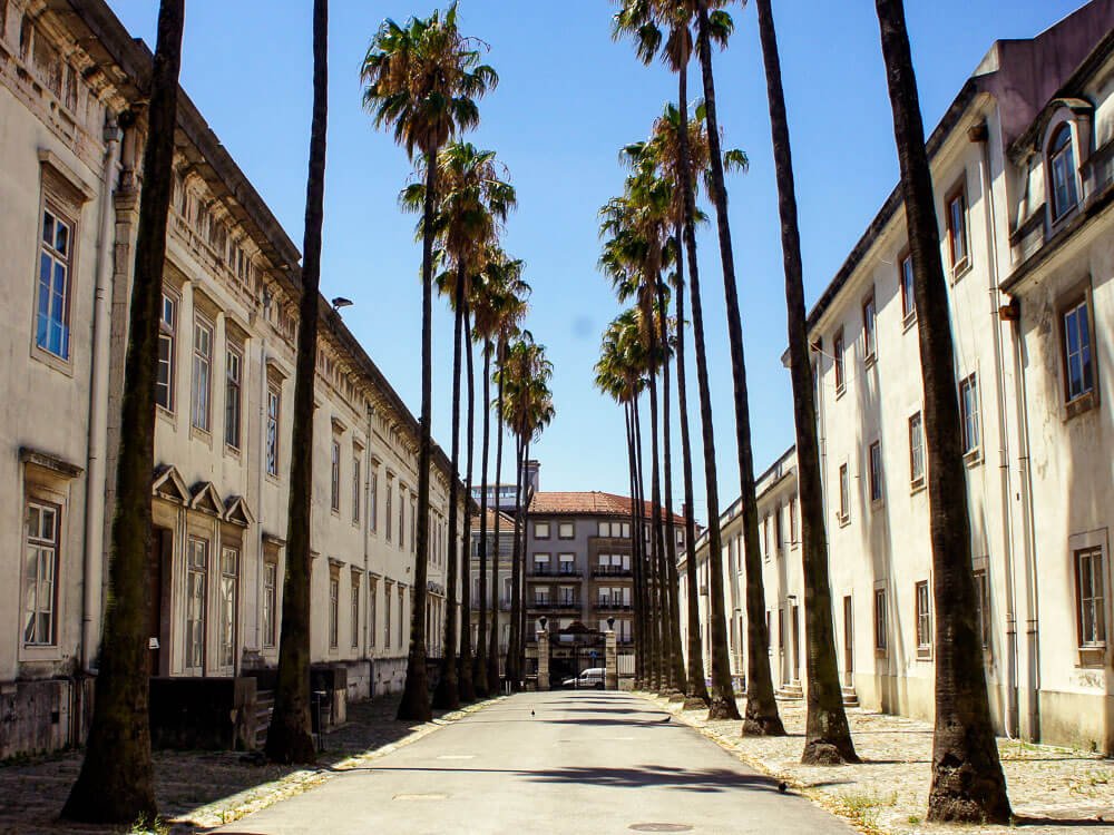 A street at the University of Lisbon on a sunny day. It's lined with old buildings and very tall palm trees.