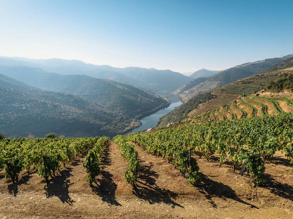 A top view of a vineyard, with valleys in the background and a river passing through the middle, against a blue sky with no clouds.