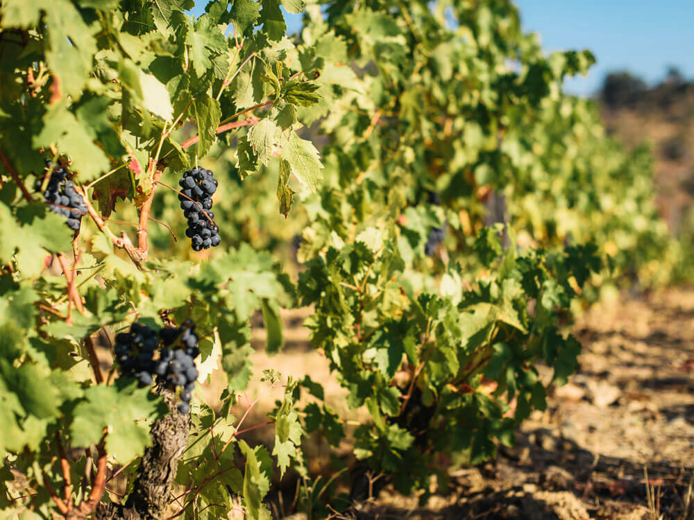 A grapevine with grapes growing.