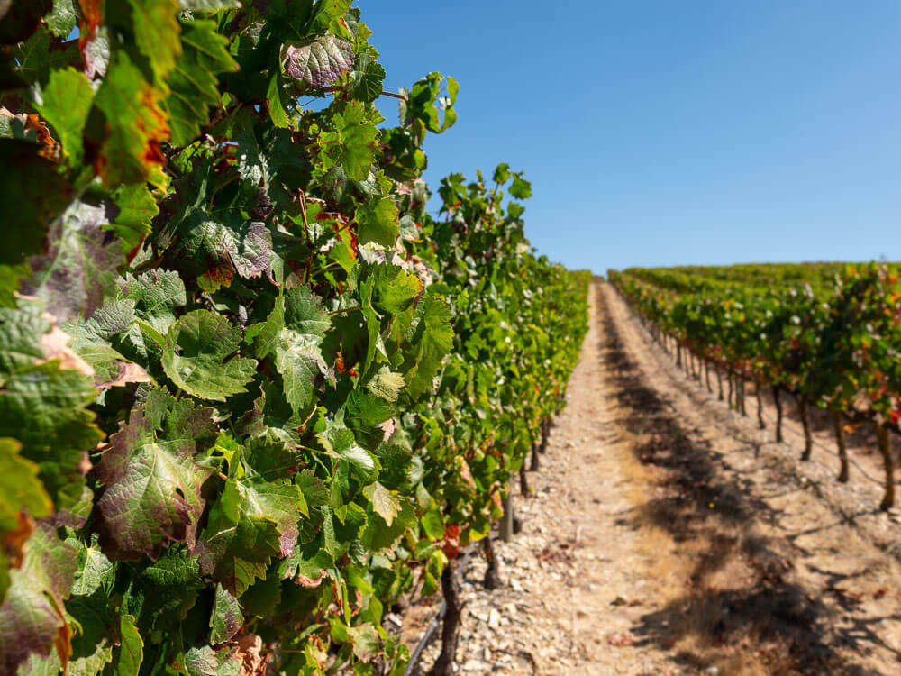 A dirt road cutting through a vineyard, with grapevines on both sides.