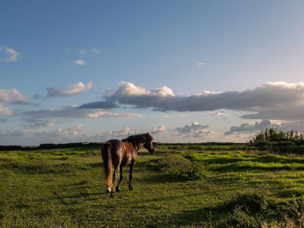 A brown horse in a lush green pasture, against a blue sky with some clouds.