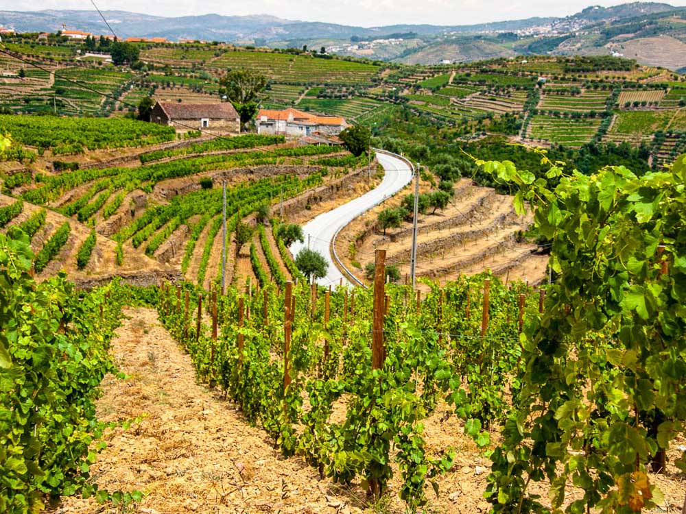 Top view of vineyards in the Douro Valley, Portugal.