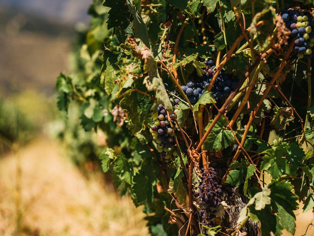 A grapevine with ripe grapes.

