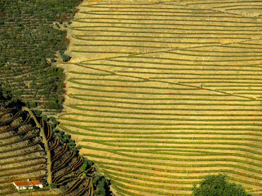 Aerial view of vineyards in Portugal.