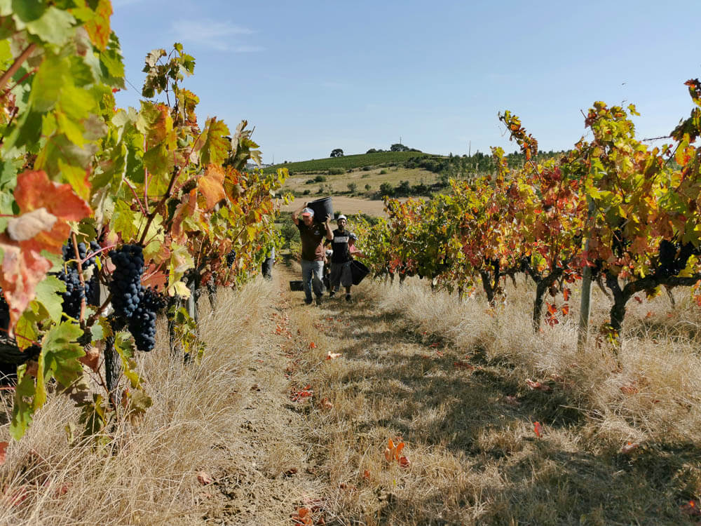 Two men walking in the middle of a vineyard in Portugal, carrying buckets. On both sides, there are grapevines with ripe grapes.