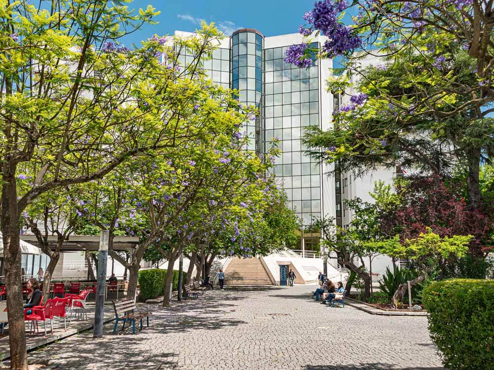 Modern building with a glass façade surrounded by trees with purple flowers and a paved pathway.