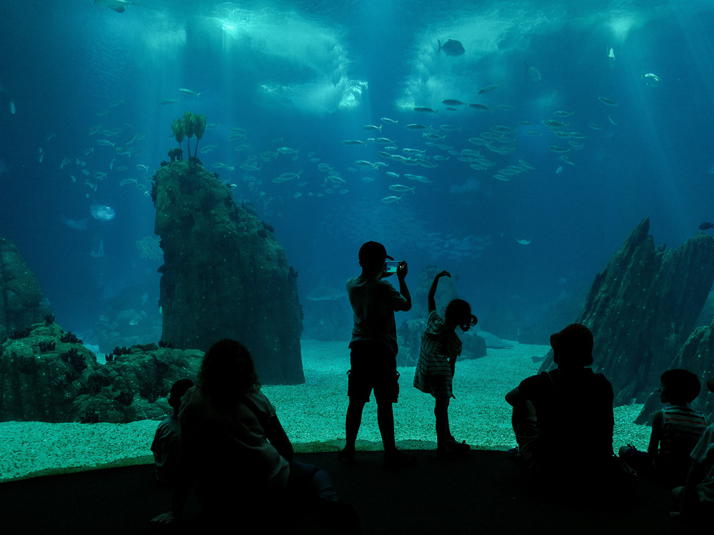 Children and adults observing and photographing the captivating marine life in a large tank at the Lisbon Oceanarium, highlighting an immersive underwater experience.