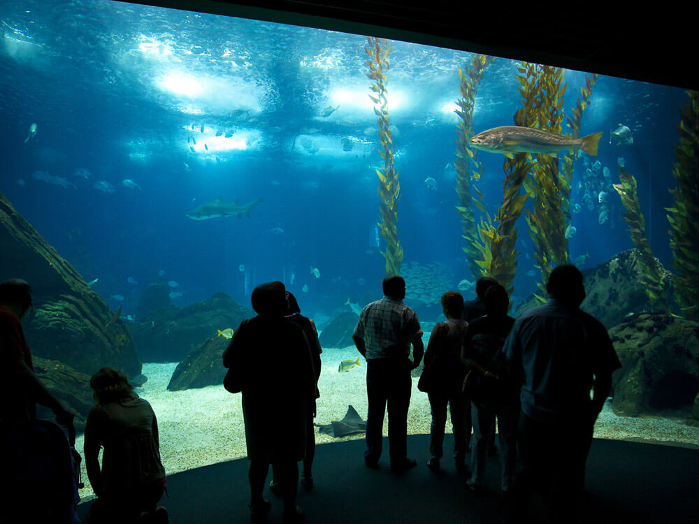 Visitors observing marine life through a large aquarium window at the Lisbon Oceanarium, showcasing various fish and underwater plants.