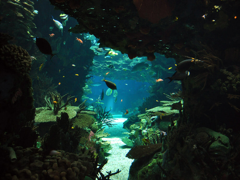 An underwater scene at the Lisbon Oceanarium, featuring a variety of fish swimming among coral reefs and rock formations.