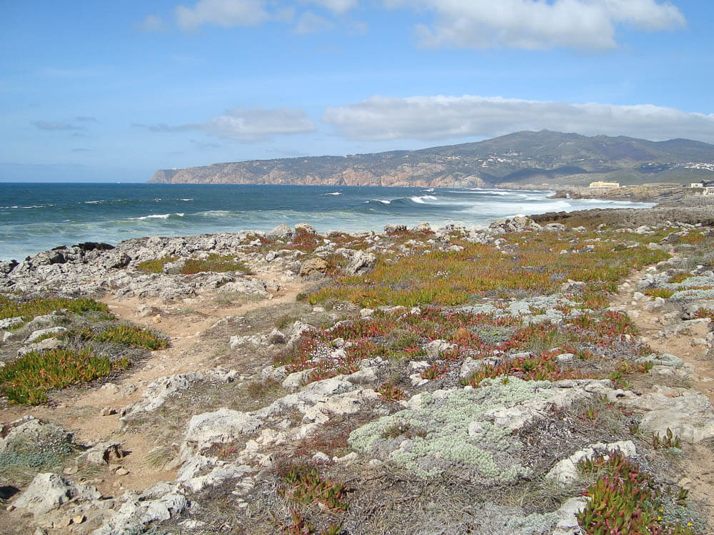 A rocky coastal landscape with low vegetation and the ocean in the background, framed by distant mountains.