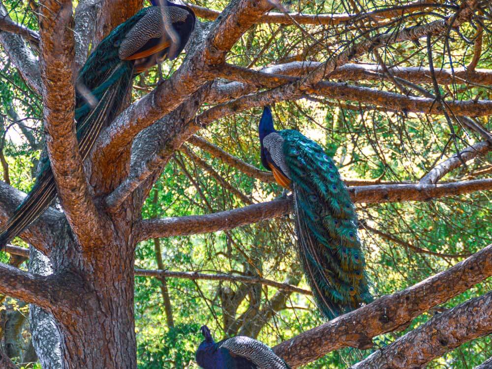 Three peacocks rest in the branches of a tree, their vibrant feathers blending with the greenery.