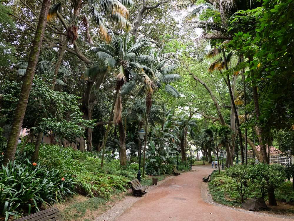 A sandy pathway lined with palm trees and bushes in Jardim da Estrela park.