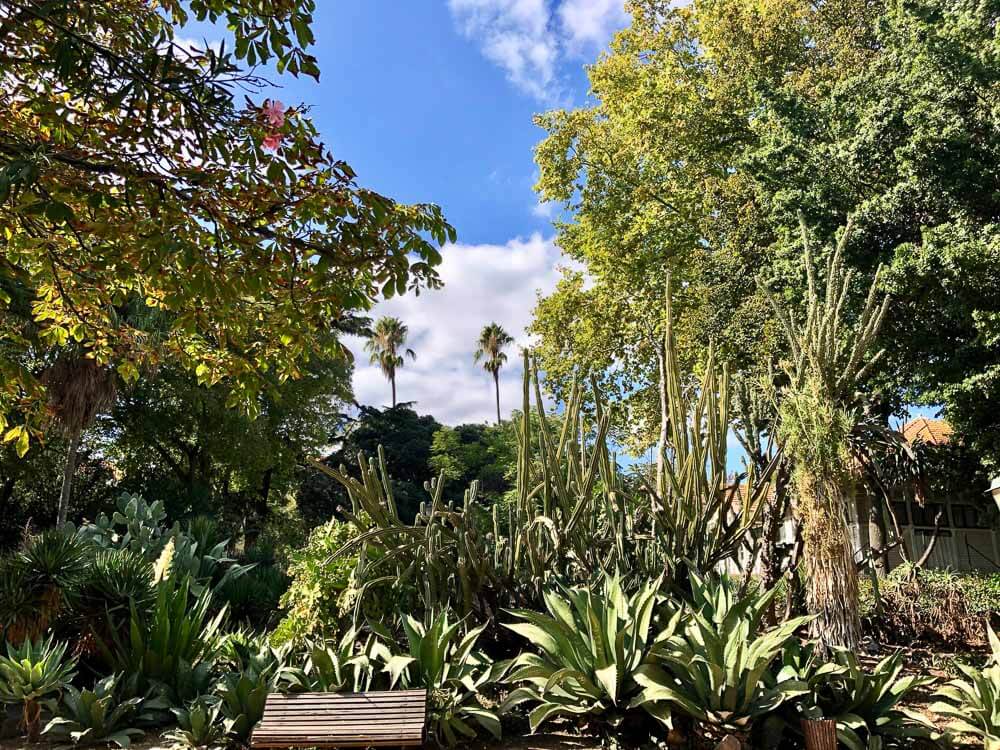 Tall cacti and succulent plants under a clear blue sky in Jardim da Estrela park.