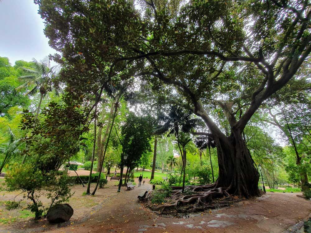 A large old tree with thick roots and wide branches in Jardim da Estrela park.